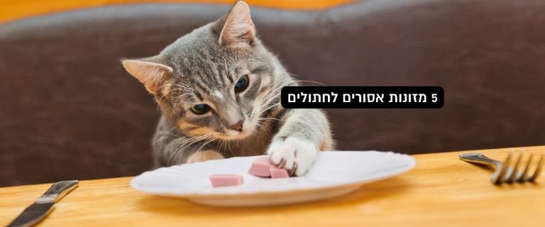 5 מזונות אסורים לחתולים