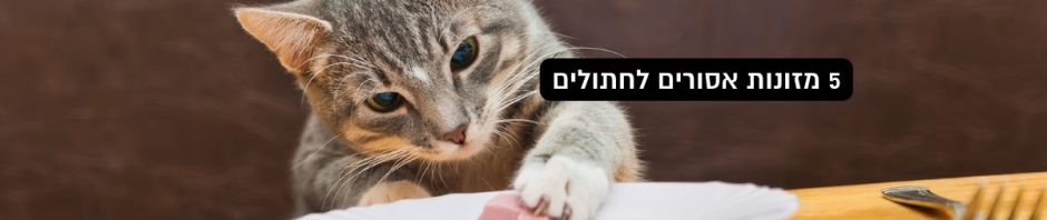 5 מזונות אסורים לחתולים