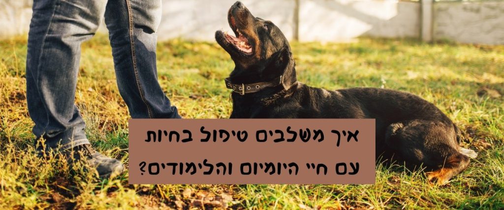 איך משלבים טיפול בחיות עם חיי היומיום והלימודים | פטפט פורטל חיות לאנשים שאוהבים חיות